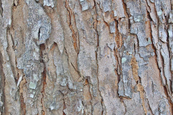 Tree Bark Texture Background — Stock Photo, Image