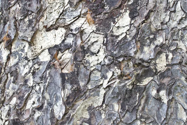 Ağaç Kabuğu Dokusu Arkaplanı — Stok fotoğraf