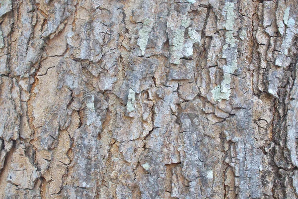 ağaç kabuğu dokusu arkaplanı