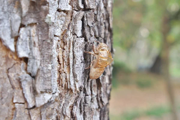 Ağaç kabuğu üzerinde böcek deri