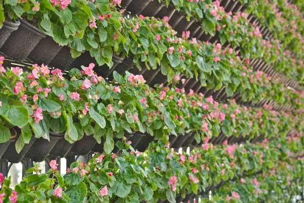 Dikey Bahçe dekoratif duvar asma saksılar