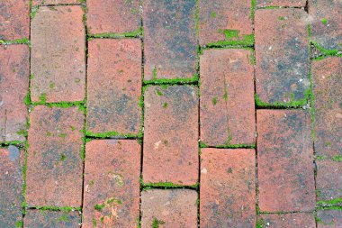 Eski kırmızı tuğla zemin dokusu ile yosun bahçe