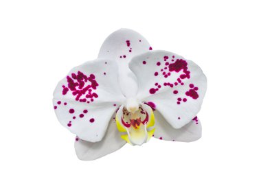 Beyaz arkaplanda izole edilmiş güzel orkide çiçeği