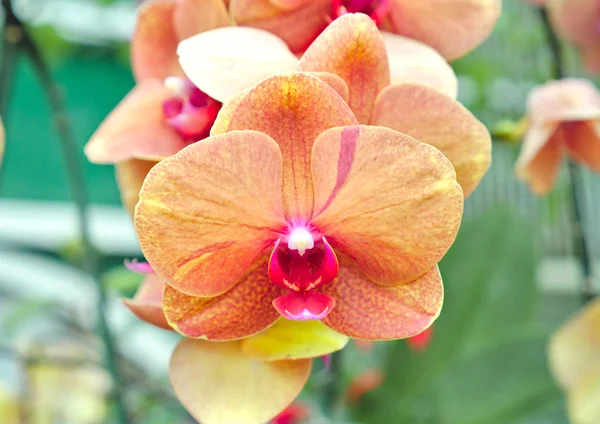 Schöne Orchidee Blume Auf Natur Hintergrund — Stockfoto