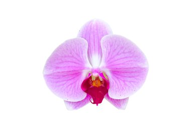 Beyaz arkaplanda izole edilmiş güzel orkide çiçeği