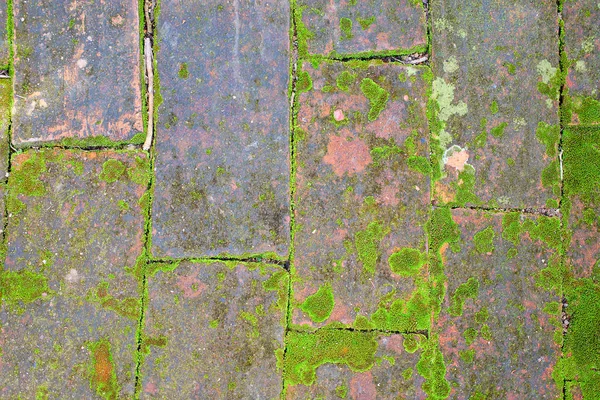 庭の苔で古い赤レンガ床のテクスチャ — ストック写真
