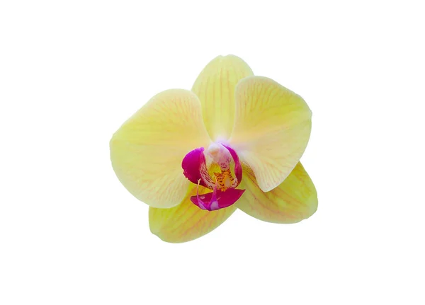 Weicher Fokus Schöne Orchideenblume Isoliert Auf Weißem Hintergrund — Stockfoto