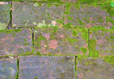 Eski kırmızı tuğla zemin dokusu ile yosun bahçe