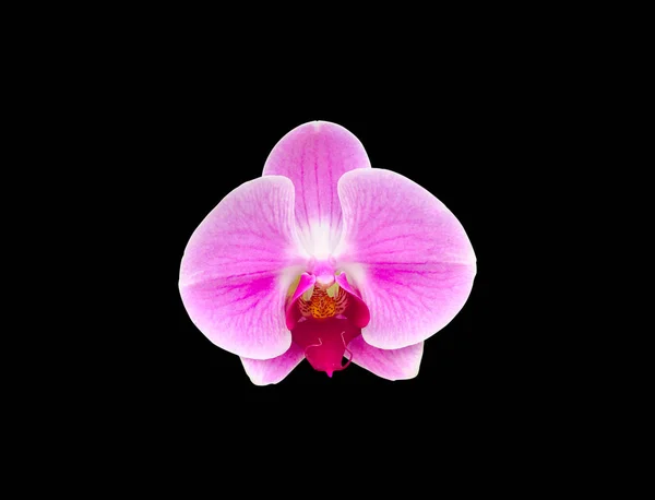 Schöne Orchideenblume Isoliert Auf Schwarzem Hintergrund — Stockfoto