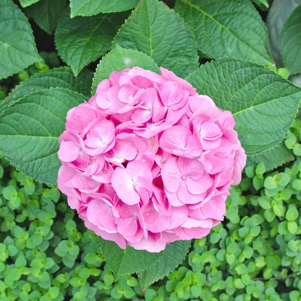 Bellissimo Fiore Ortensia Sfondo Foglie — Foto Stock