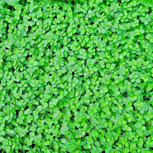 Callisia Repens Folhas Folhas Verdes Textura Fundo — Fotografia de Stock