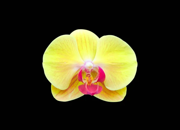 Weicher Fokus Schöne Gelbe Orchideenblume Isoliert Auf Schwarzem Hintergrund — Stockfoto