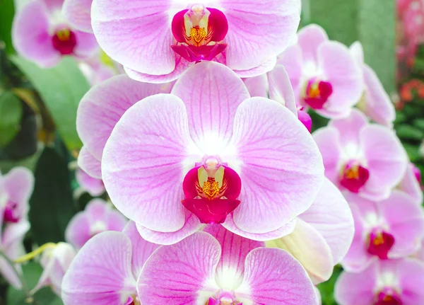 Schöne Rosa Orchidee Blume Auf Natur Hintergrund — Stockfoto