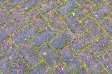 Eski tuğla zemin dokusu ile yosun bahçe