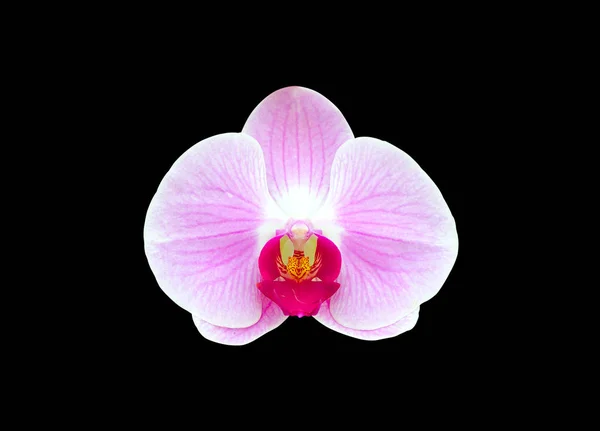 Schöne Rosa Orchideenblume Isoliert Auf Schwarzem Hintergrund — Stockfoto