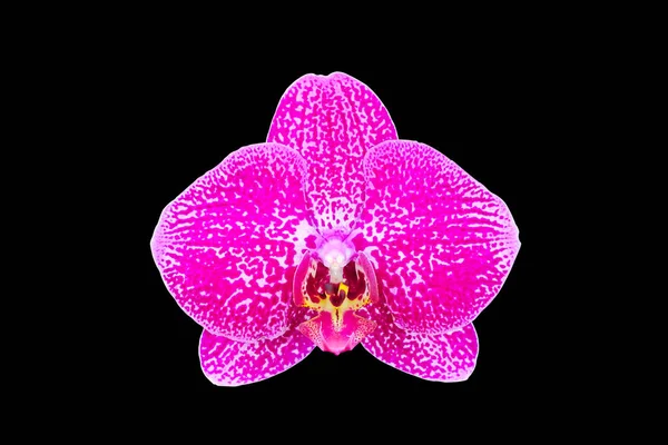 Schöne Rosa Orchideenblume Isoliert Auf Schwarzem Hintergrund — Stockfoto