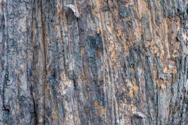 Ağaç kabuğu doku ve arka plan kadar yakın