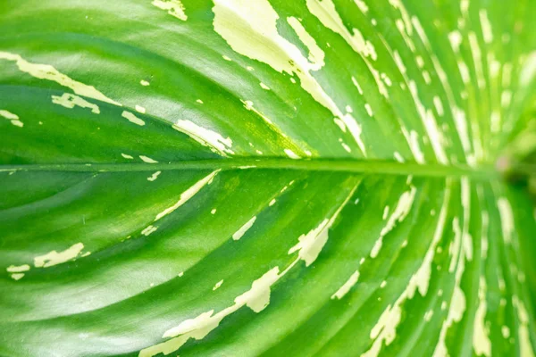 Mise Point Douce Gros Plan Feuille Verte Dans Jardin Feuille — Photo