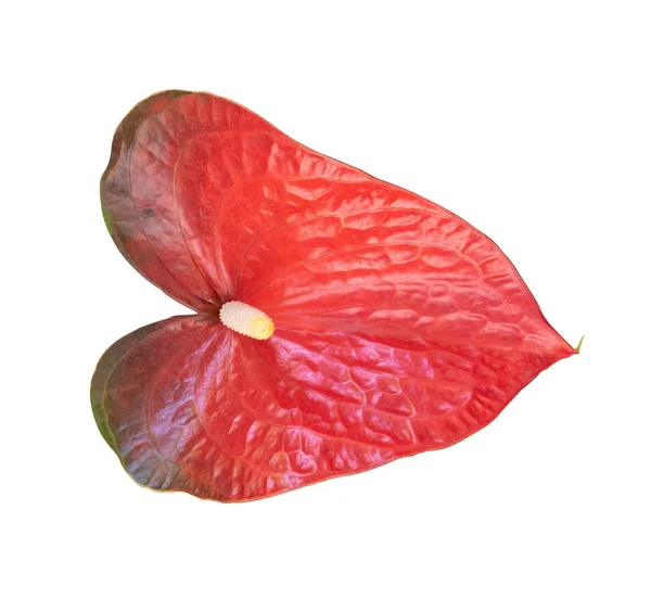 Pigtail Anthurium Flamingo Flor Isolada Fundo Branco Com Caminho Recorte — Fotografia de Stock