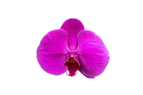 Belle Fleur Orchidée Rose Isolée Sur Fond Blanc Avec Chemin — Photo