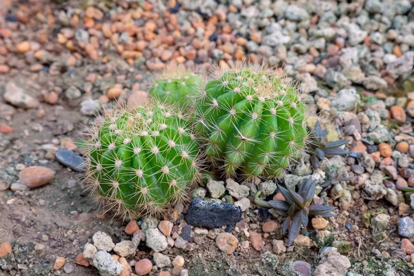 Piccolo Cactus Cresce Nel Terreno Echinopsis Calochlora — Foto Stock