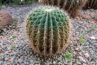 Altın varil kaktüs toprağa büyür