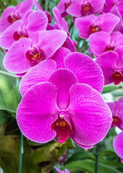 Schöne Rosa Orchidee Blume Auf Natur Hintergrund — Stockfoto