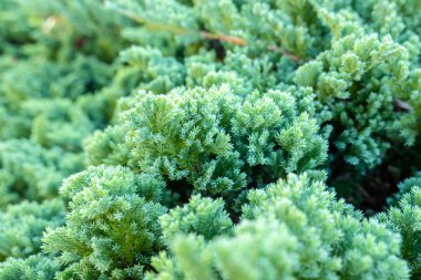 Yumuşak odak, çam ağacı, yeşil yakından bırak doku arka plan