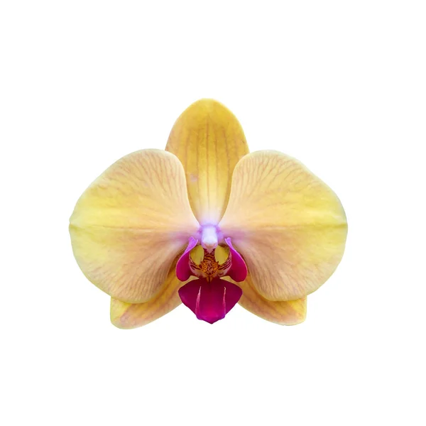Hermosa Flor Orquídea Amarilla Aislada Sobre Fondo Blanco Con Camino — Foto de Stock