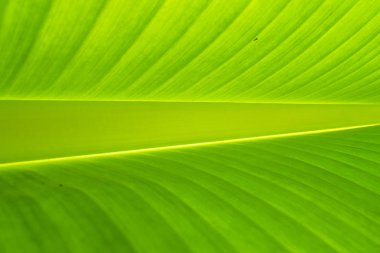 Yumuşak Odak, Close-up Muz Yaprağı, Yeşil Yaprak Doku Arka Plan