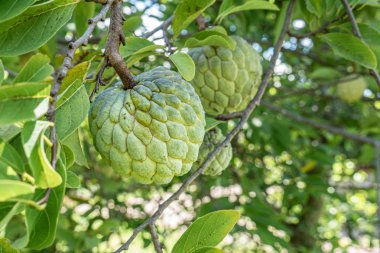 Ağaç ve Yeşil Yapraklar Arka Plan Üzerinde Ham Muhallebi Elma Meyve Büyüyen