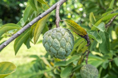 Ağaç ve Yeşil Yapraklar Arka Plan Üzerinde Ham Muhallebi Elma Meyve Büyüyen