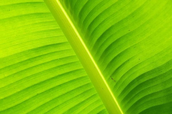 クローズアップバナナリーフ 緑の葉テクスチャの背景 — ストック写真