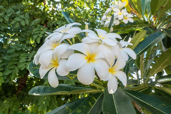 Flor Hermosa Plumería Flor Árbol —  Fotos de Stock