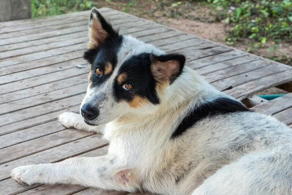 A Dirty Dog Laying Down and Looking at The Camera, Portrait of a Dog