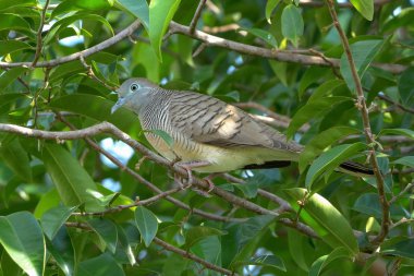 Ağaç Dalı üzerine Tünemiş Zebra Güvercini