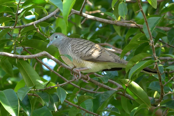 Zebra Dove Perched Gałęzi Drzewa — Zdjęcie stockowe