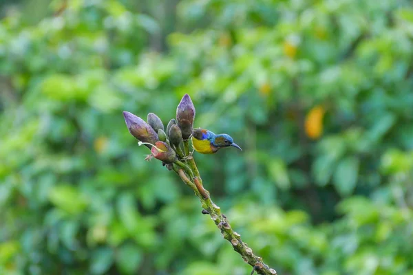 Masculino Marrom Garganta Sunbird Poleiro Árvore Ramo Parte Manhã — Fotografia de Stock