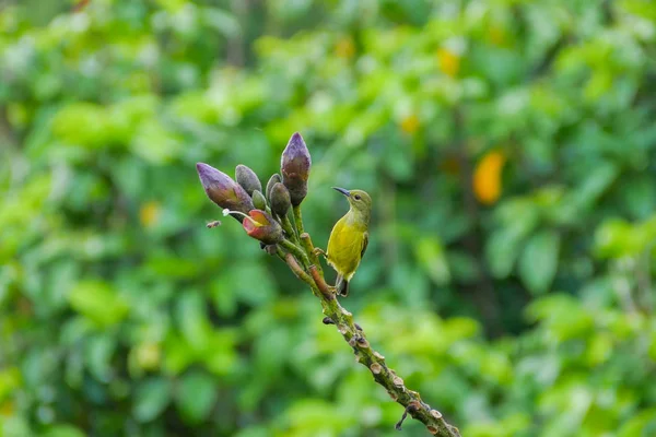 Aves Sol Garganta Marrón Hembra Posadas Rama Árbol — Foto de Stock