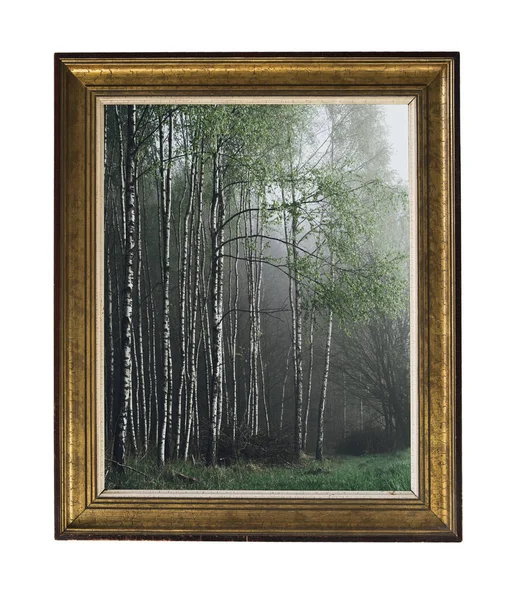 A picture of a birch grove in a vintage frame. Vintage silver rectangular frame with an ornament isolated on white. Retro style.