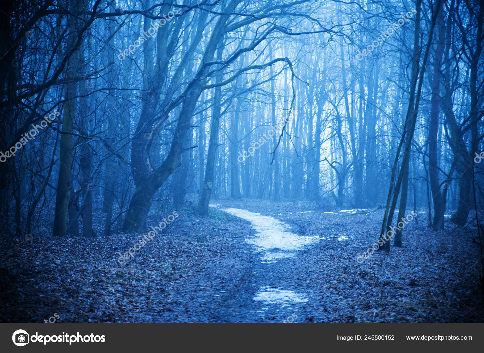 Mystical Autumn Forest Trail Blue Fog Beautiful Landscape Trees Path —  Stock Photo © nata.karjala.yandex.ru #245500152, image size:1600x1168