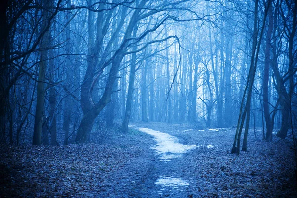 Mystická Podzimní Les Stezka Modré Mlhy Krásná Krajina Stromy Cesty — Stock fotografie