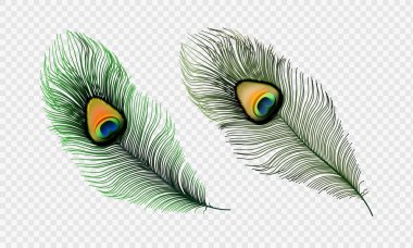 Hisse senedi vektör çizim şeffaf bir damalı arka plan üzerinde izole gerçekçi tavus kuşu tüyü ayarlayın. EPS 10