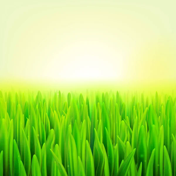 Illustration vectorielle de stock macro herbe réaliste. Été et printemps fond . — Image vectorielle