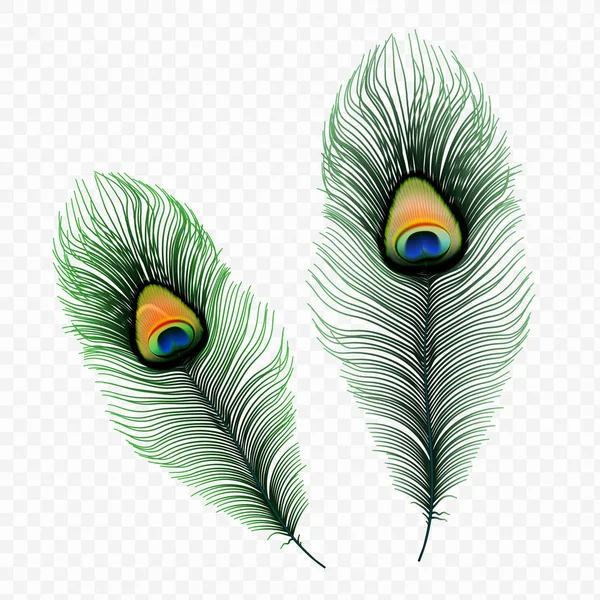 Stock vector ilustración pluma de pavo real aislado sobre un fondo transparente. EPS 10 — Archivo Imágenes Vectoriales