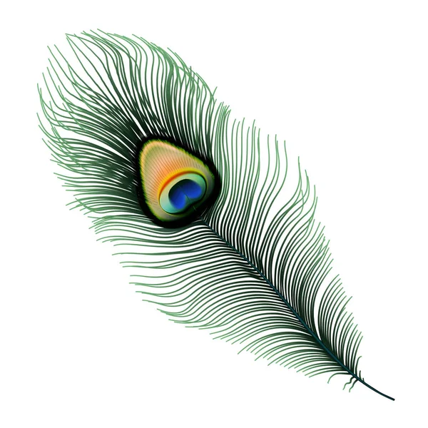 Voorraad vector illustratie Peacock feather geïsoleerd op een witte achtergrond. EPS-10 — Stockvector