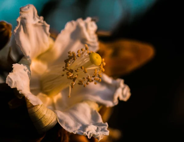Eriotheca Gracilipes Eriotheca Pubescens Kukka Auringonnousun Aikaan Metsässä Brasiliassa — kuvapankkivalokuva