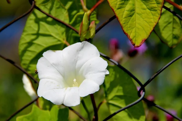 The photo shows a flower of a bindweed. Camera model Canon EOS 600D. Aperture f/5.6. Shutter speed 1/1000 s. The focal length 135 mm.