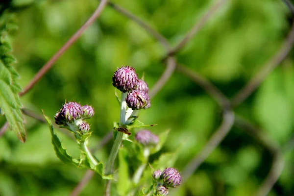 The photo shows the unopened flowers of sow thistle. Camera model Canon EOS 600D. Aperture f/5.6. Shutter speed 1/320 s. The focal length 135 mm.