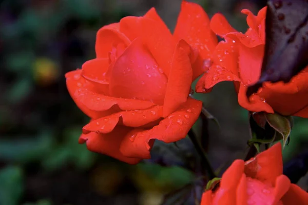 The photo shows red roses.  Camera model Canon EOS 600D. Aperture f/5.6. Shutter speed 1/125 s. The focal length 72 mm.